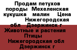 Продам петухов породы “Мехеленская кукушка“ (малин) › Цена ­ 2 500 - Нижегородская обл., Дзержинск г. Животные и растения » Птицы   . Нижегородская обл.,Дзержинск г.